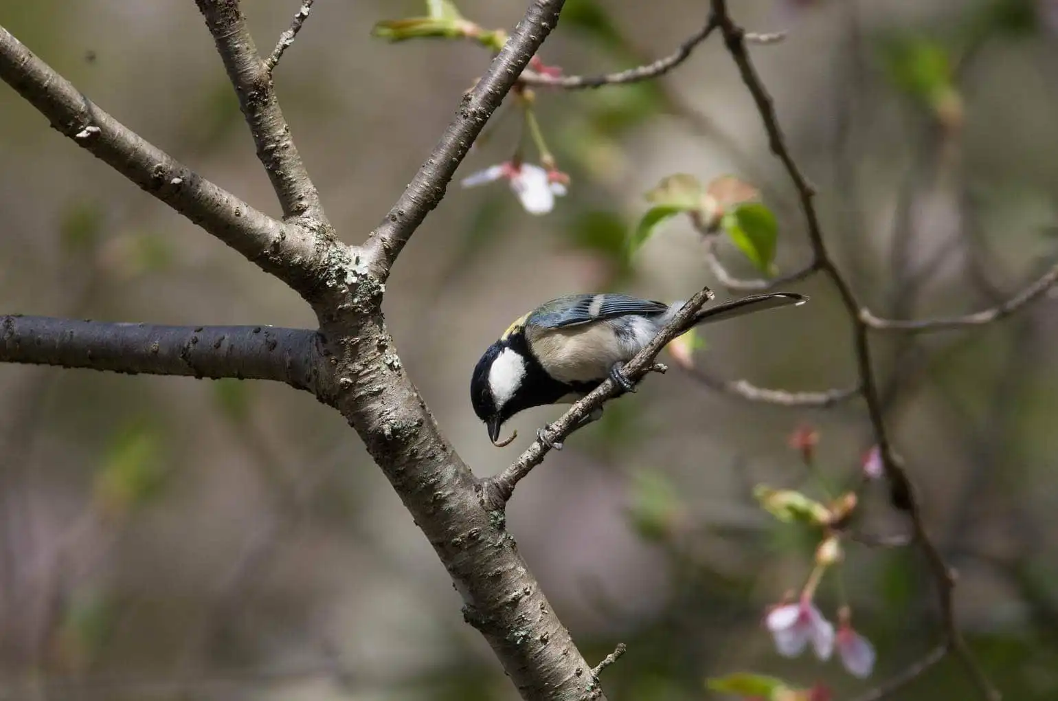 野鳥写真・シジュウカラの写真