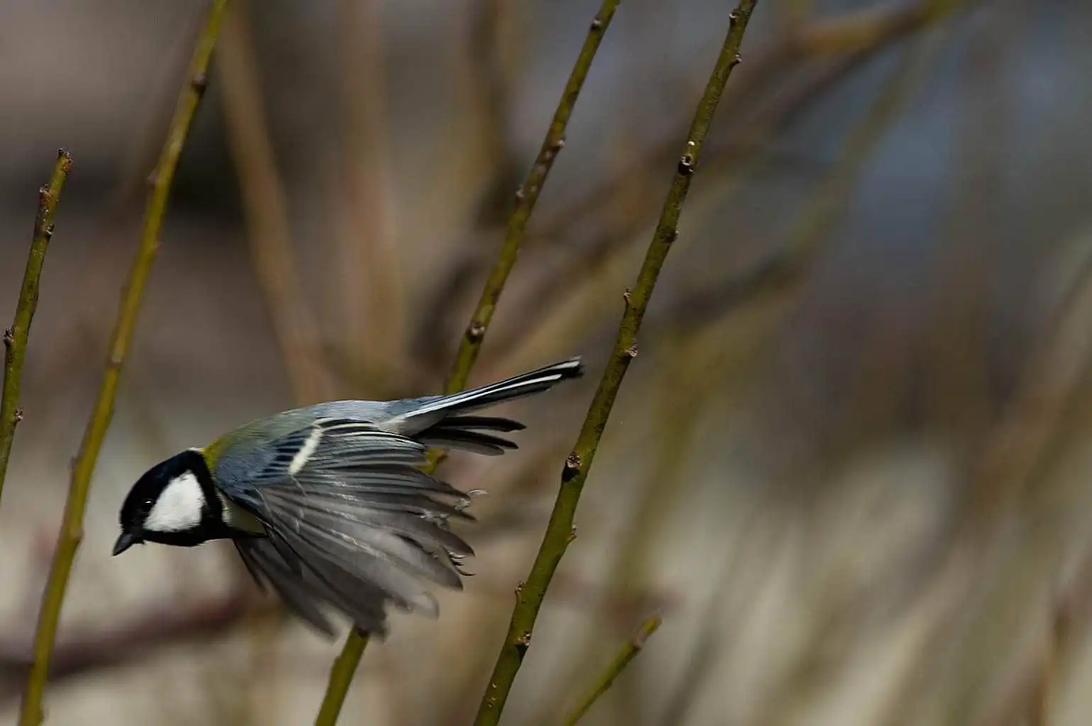 野鳥写真・シジュウカラの写真
