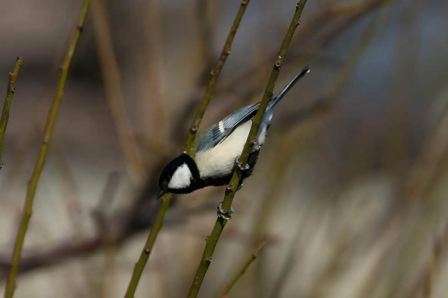 野鳥写真・シジュウカラの写真