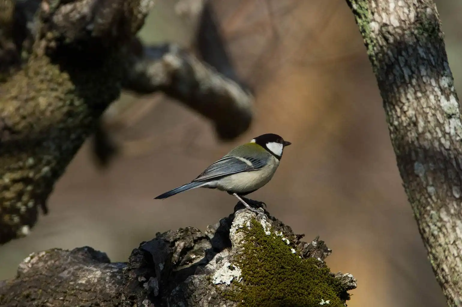 野鳥写真・シジュウカラの写真