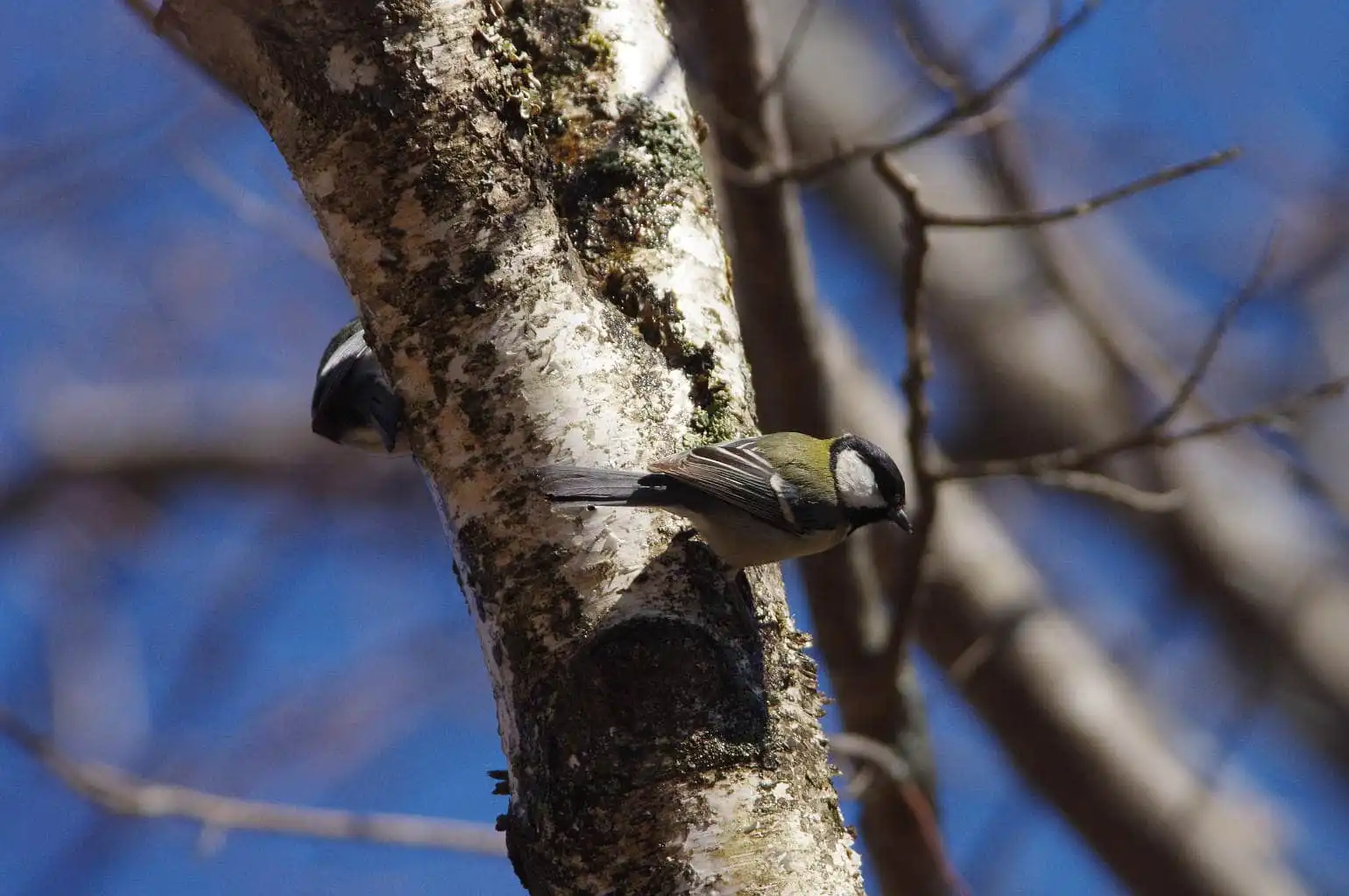 野鳥写真・シジュウカラの写真