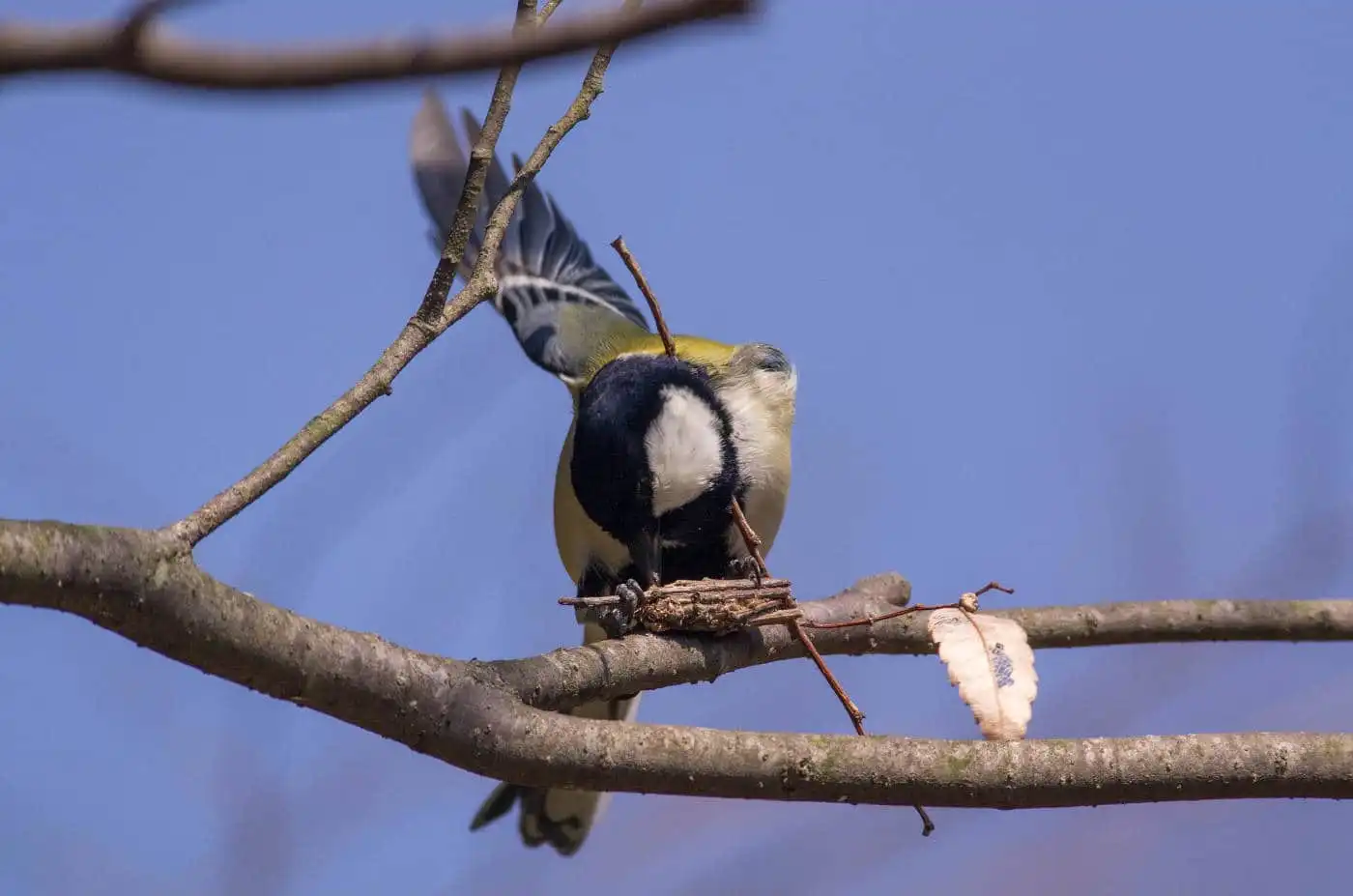 野鳥写真・シジュウカラの写真