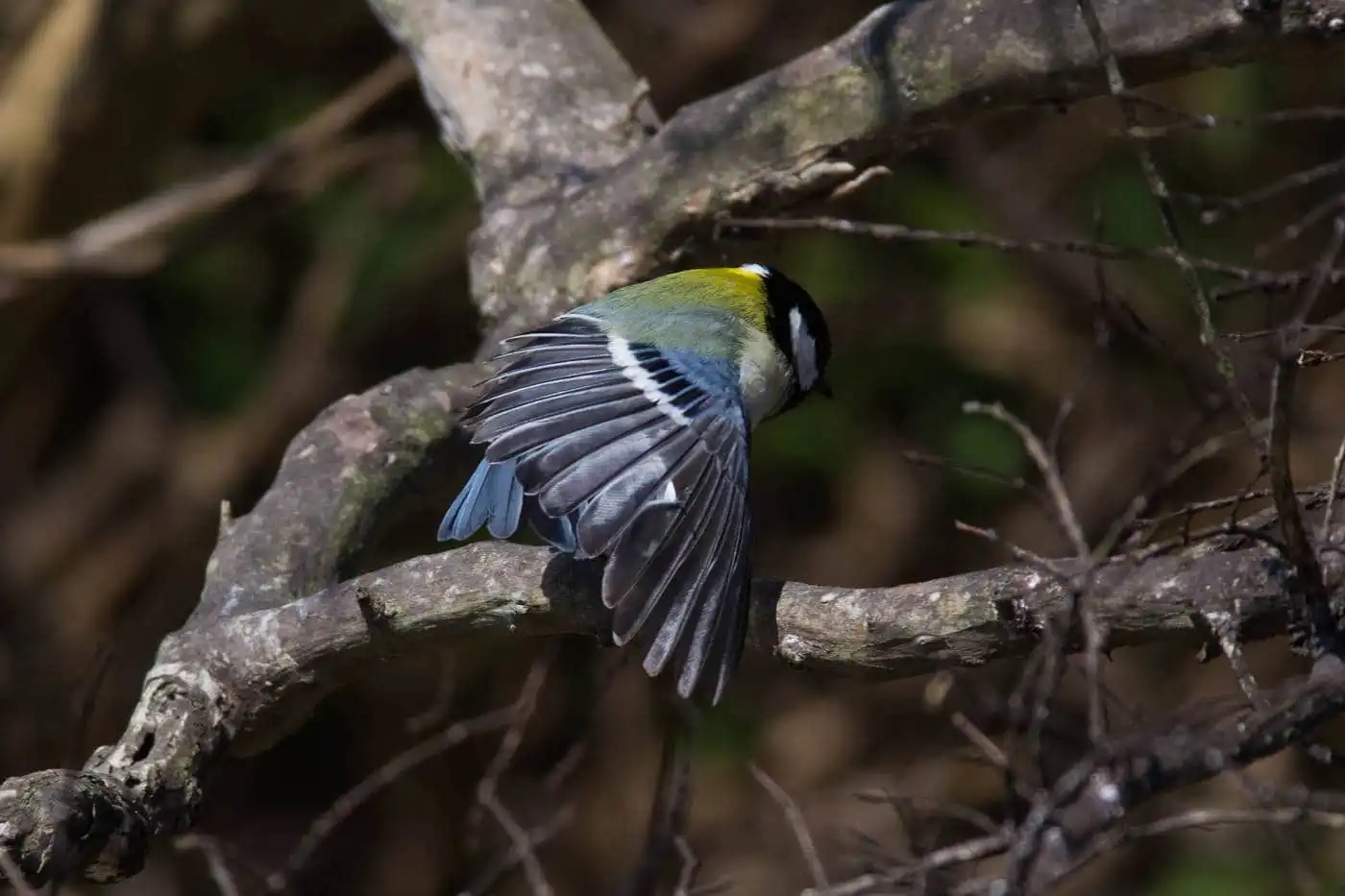 野鳥写真・シジュウカラの写真