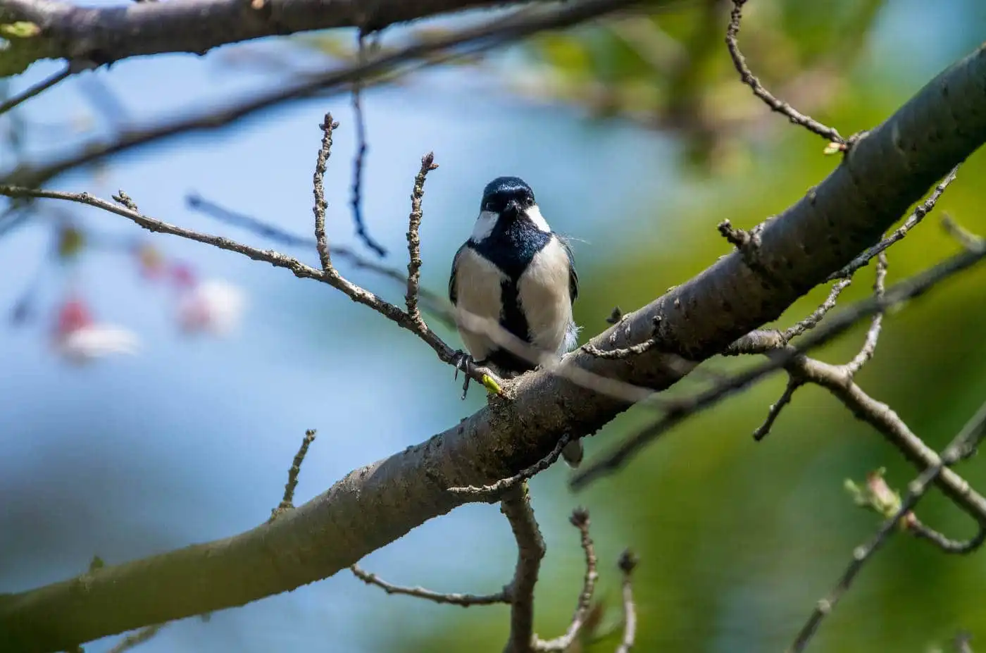 野鳥写真・シジュウカラの写真