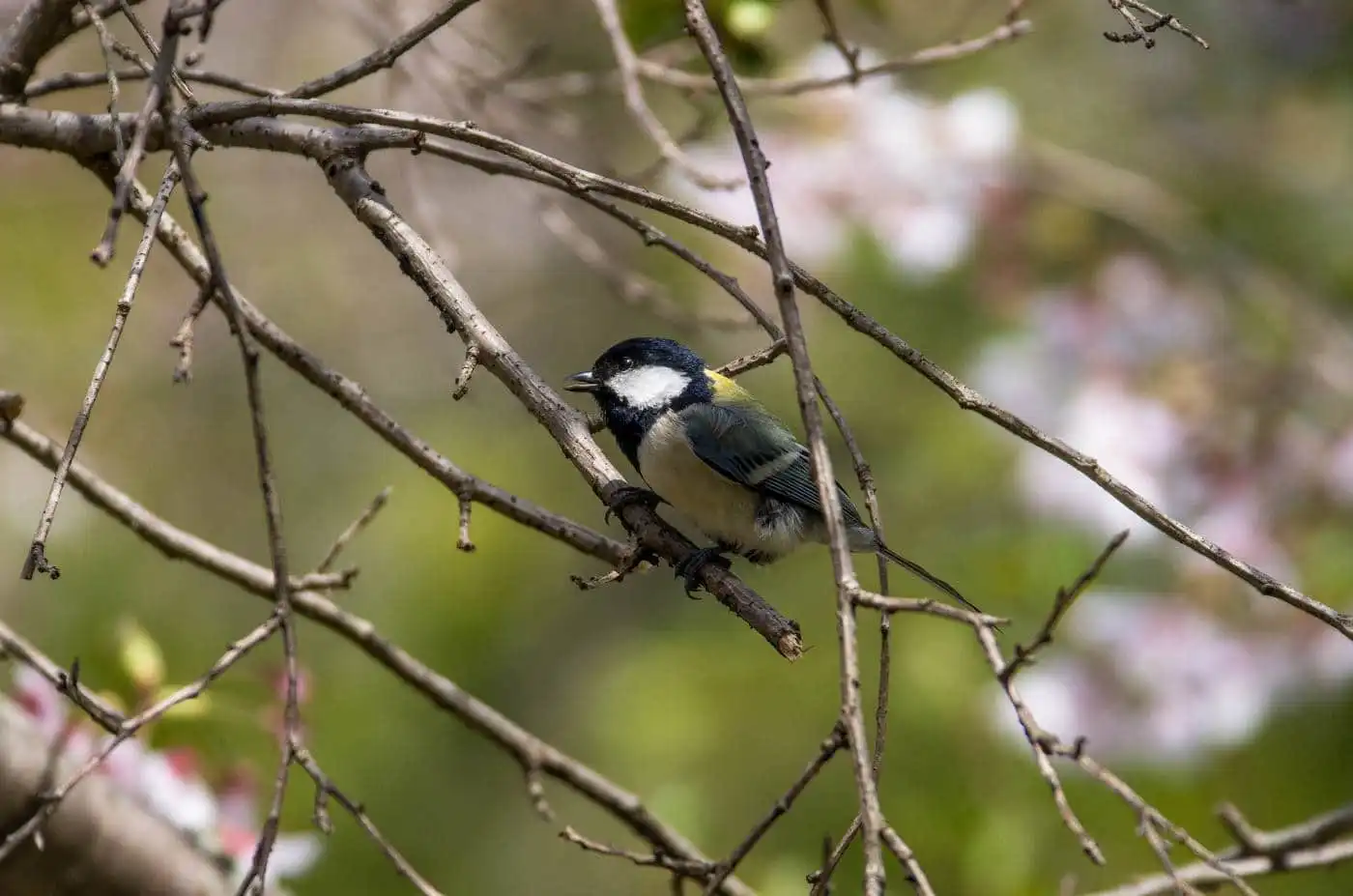 野鳥写真・シジュウカラの写真