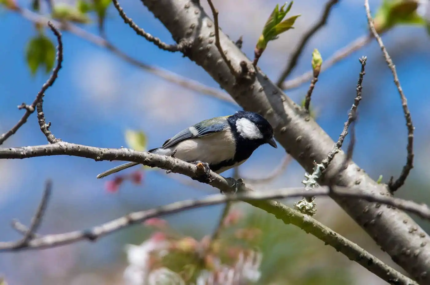 野鳥写真・シジュウカラの写真