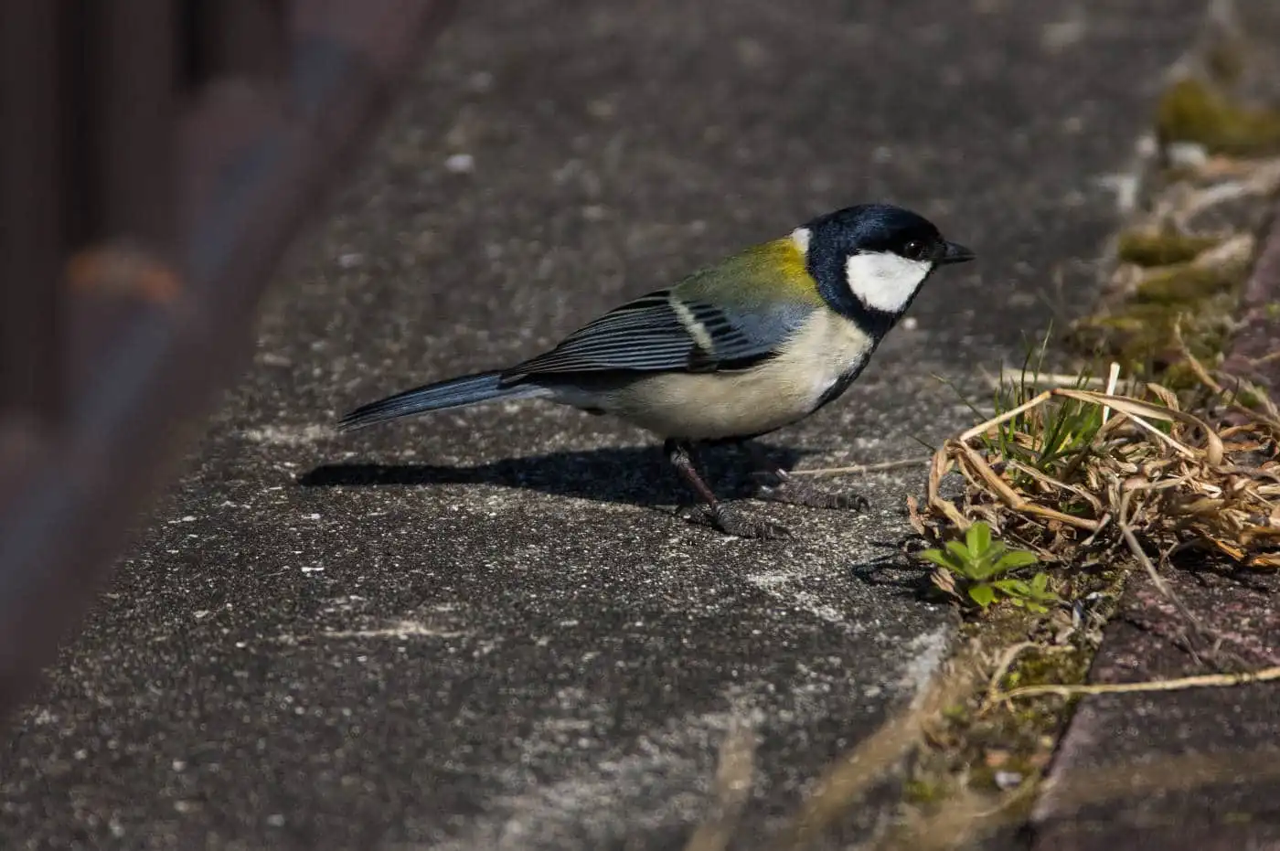 野鳥写真・シジュウカラの写真