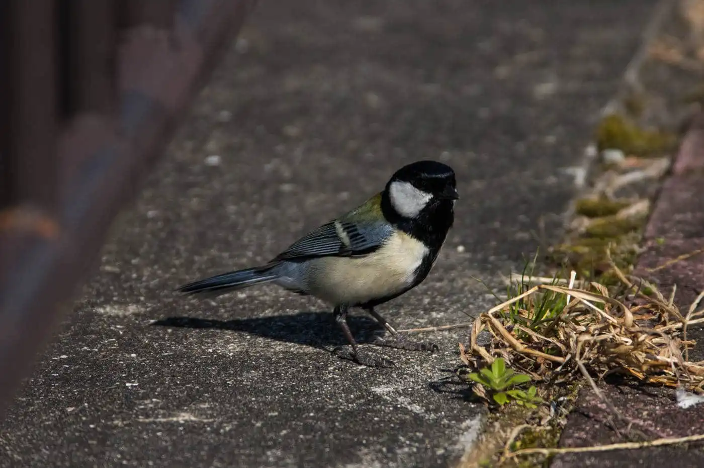 野鳥写真・シジュウカラの写真