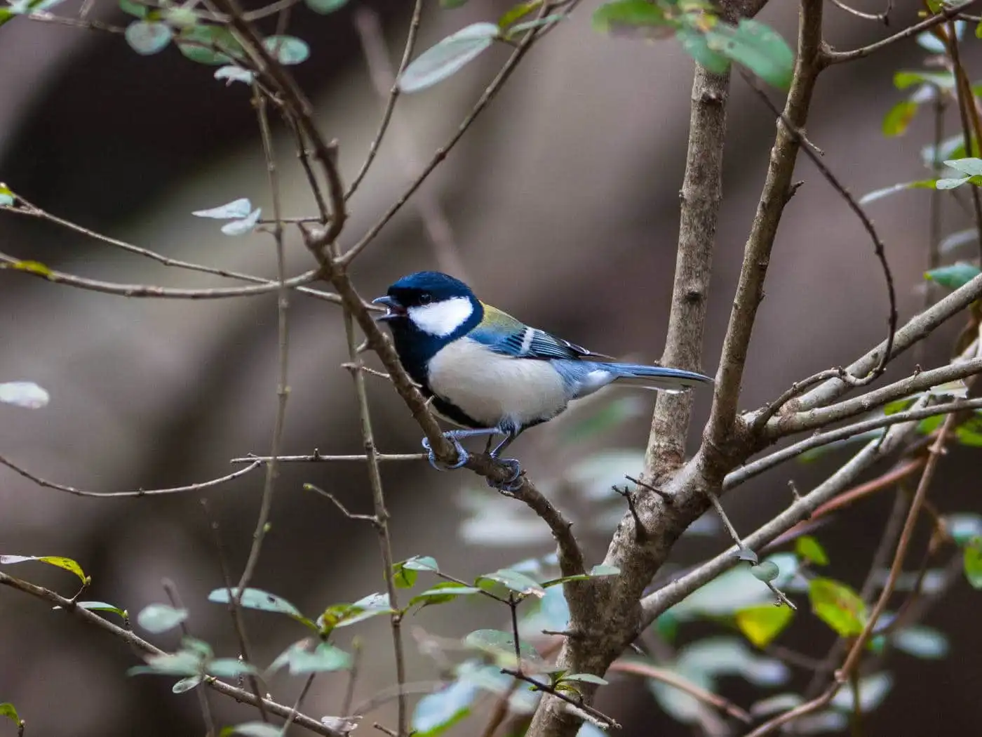 野鳥写真・シジュウカラの写真