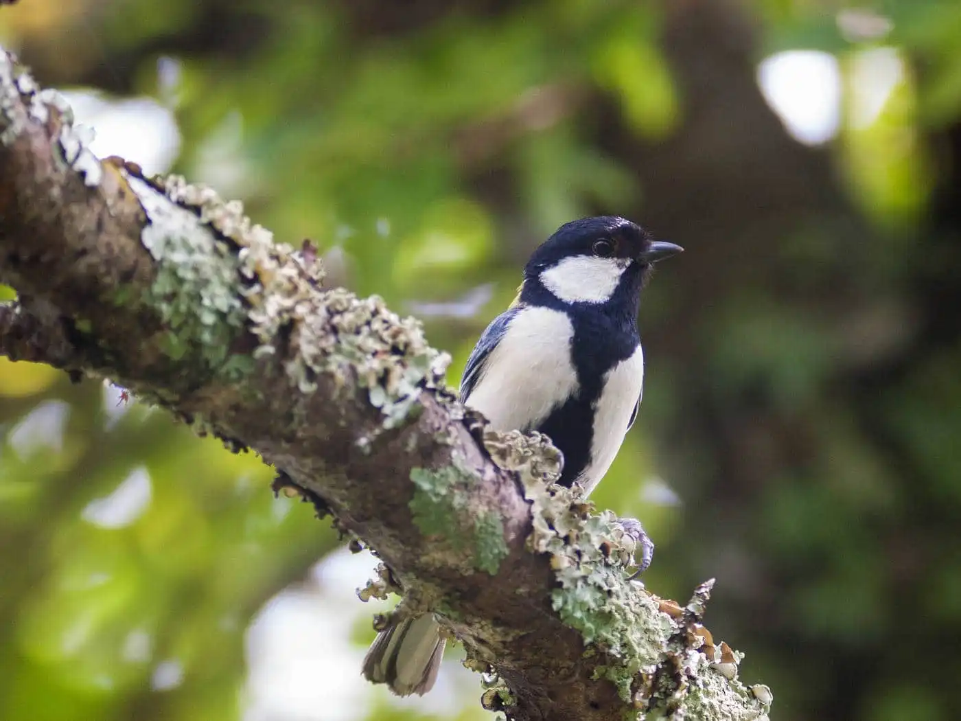 野鳥写真・シジュウカラの写真
