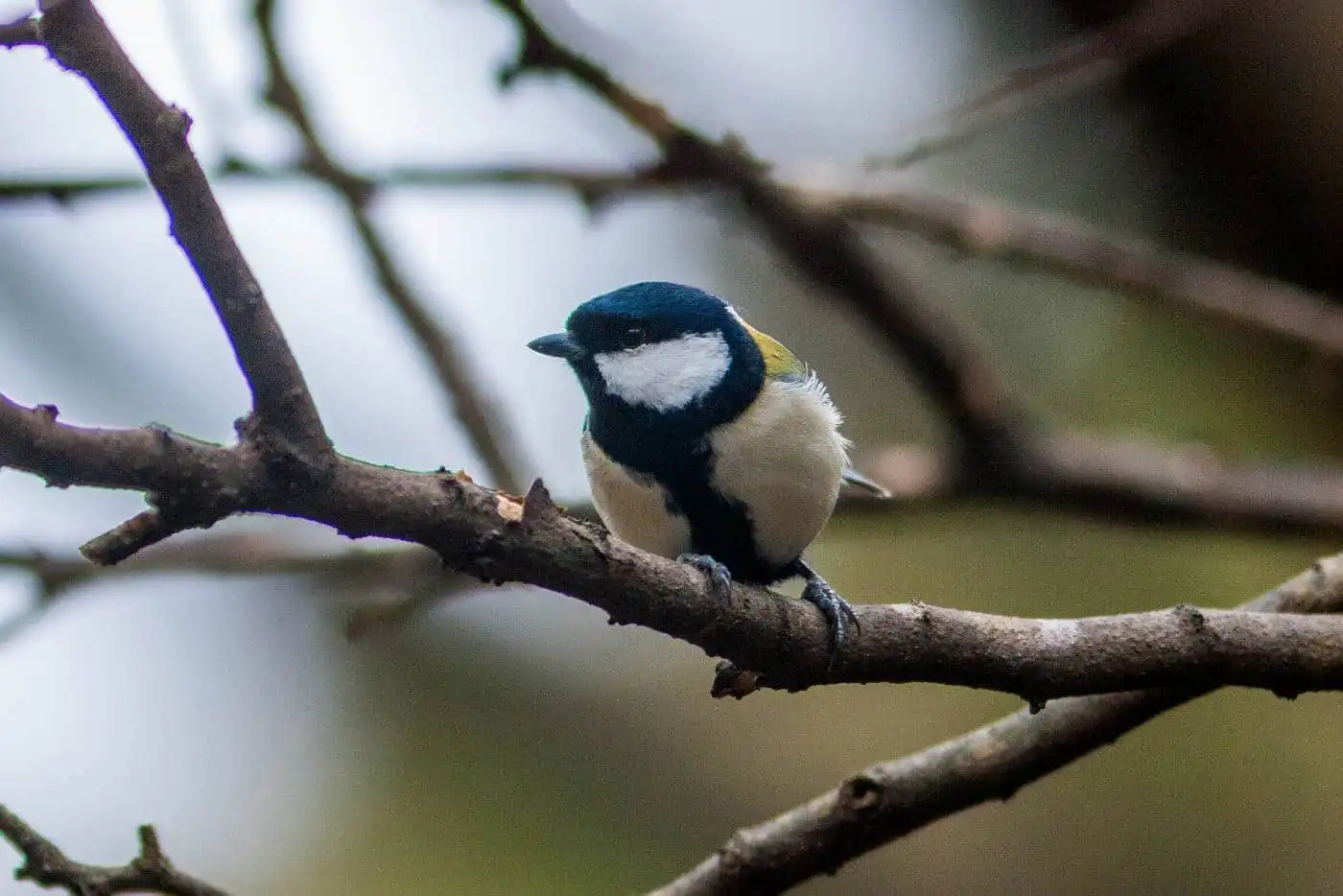 野鳥写真・シジュウカラの写真
