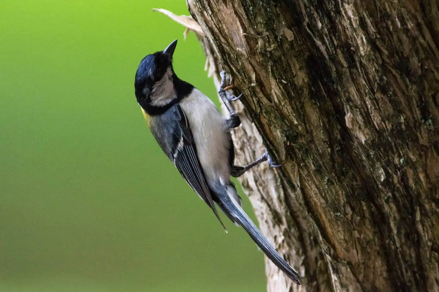 野鳥写真・シジュウカラの写真