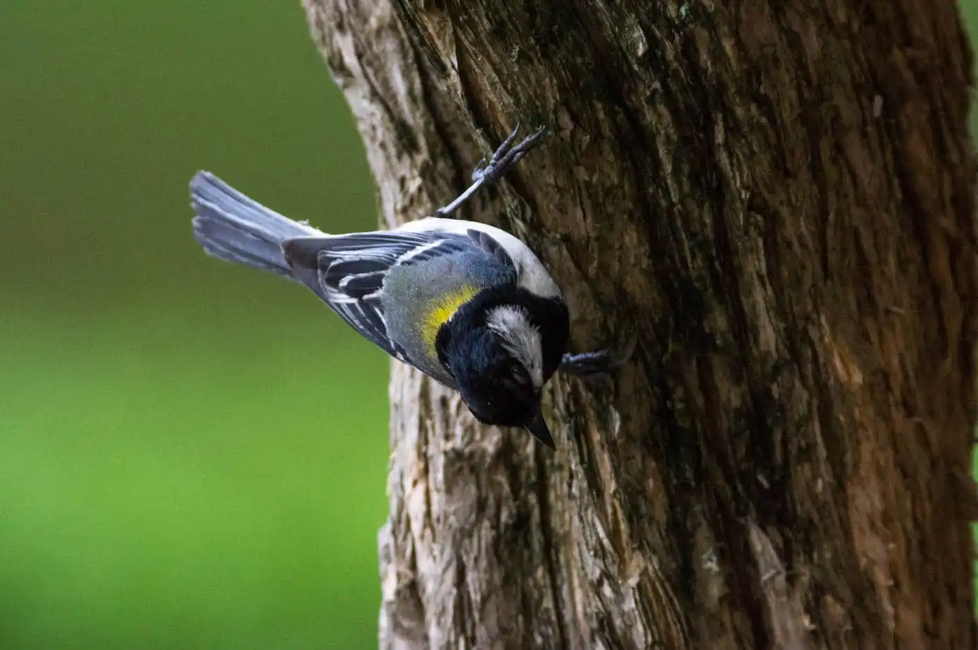 野鳥写真・シジュウカラの写真