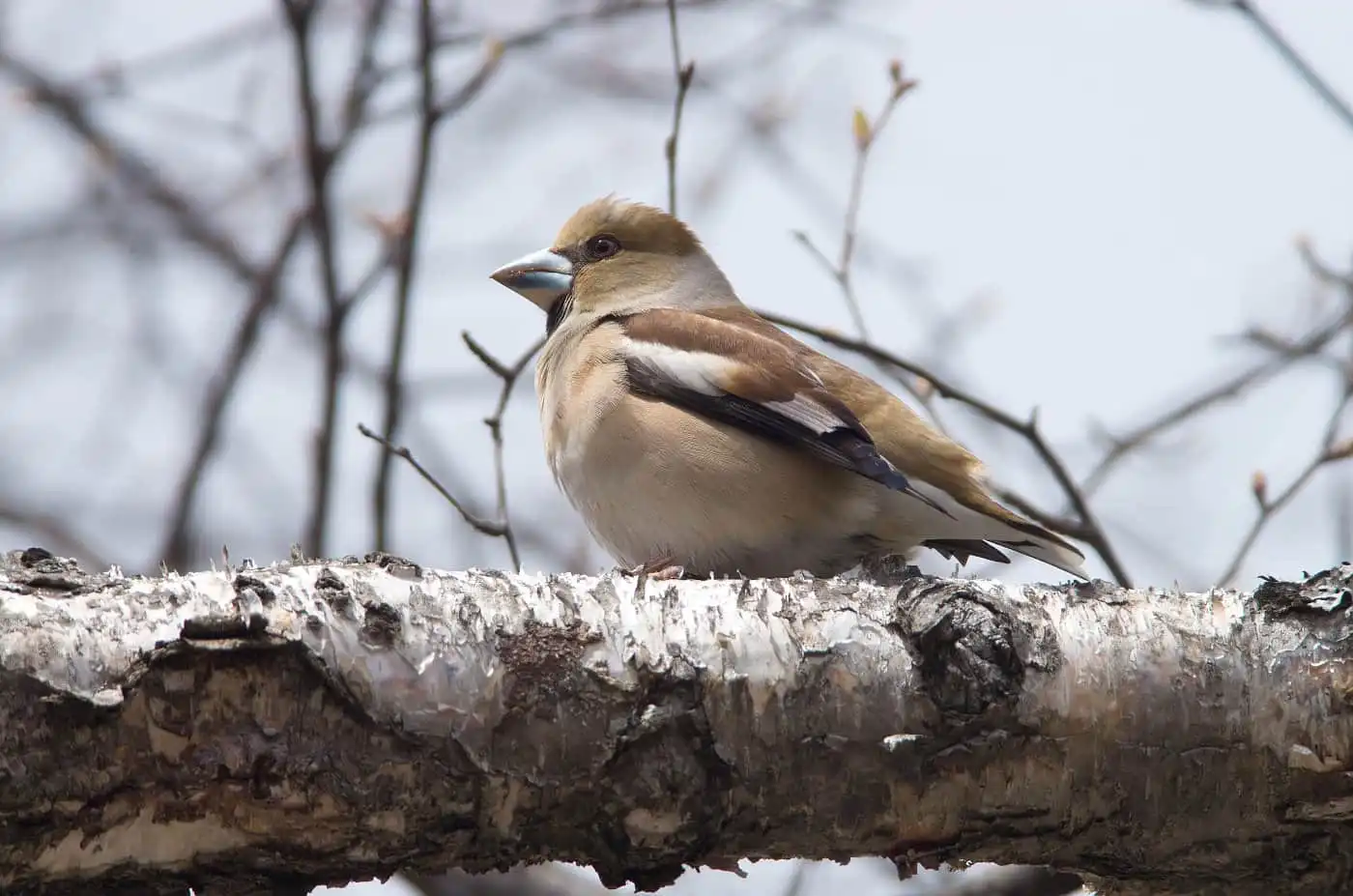 野鳥写真・シメの写真