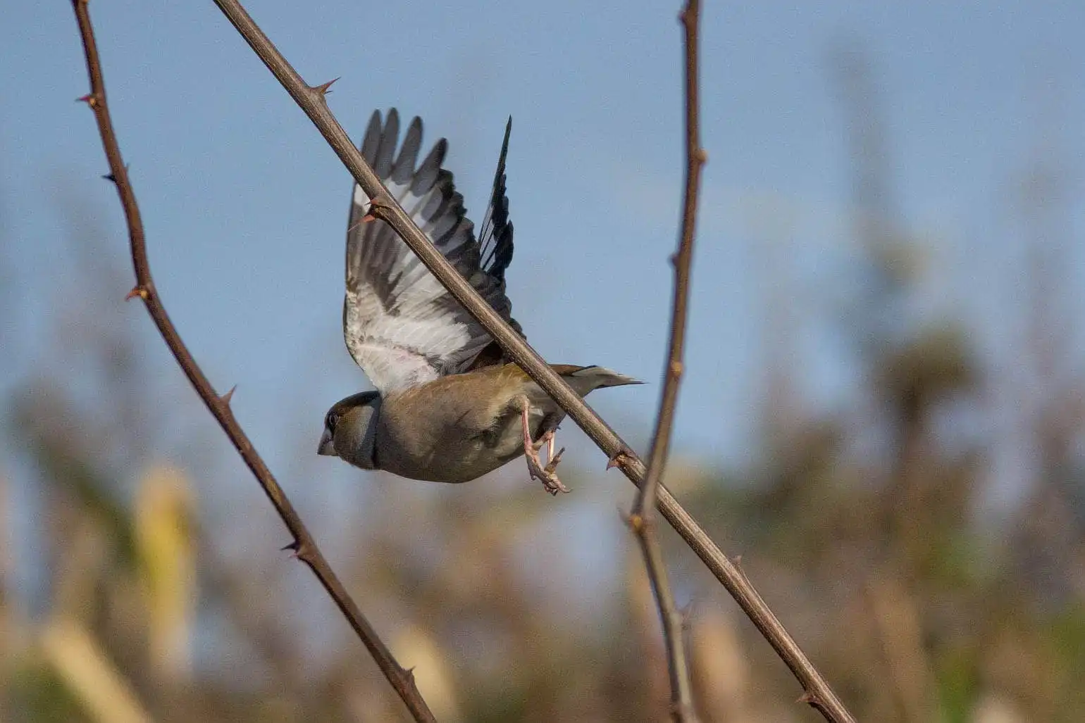 野鳥写真・シメの写真