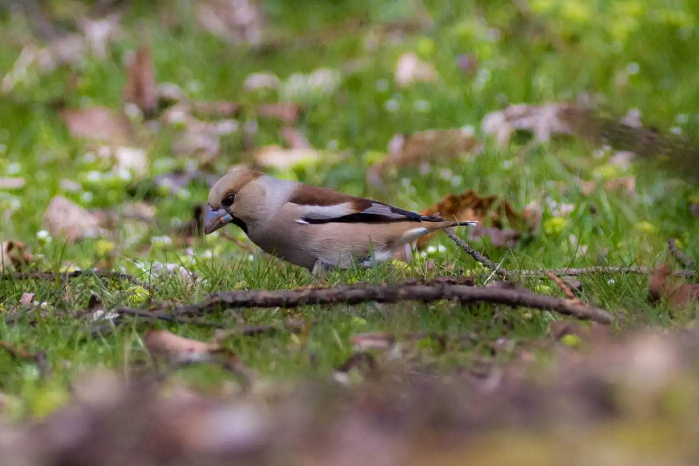 野鳥写真・シメの写真