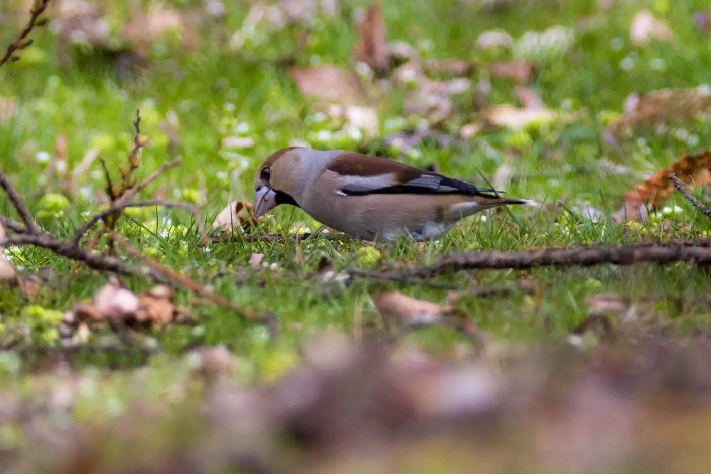 野鳥写真・シメの写真