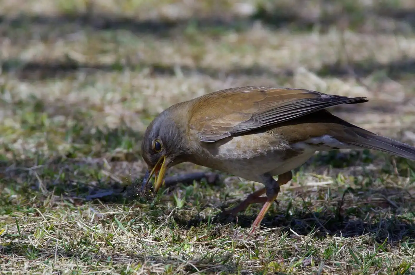 野鳥写真・シロハラの写真