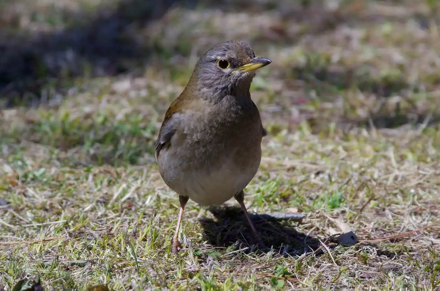 野鳥写真・シロハラの写真