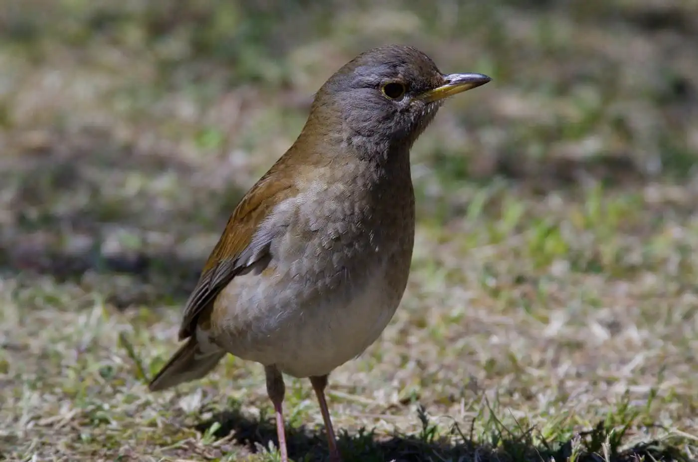 野鳥写真・シロハラの写真