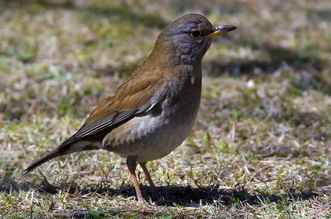 野鳥写真・シロハラの写真