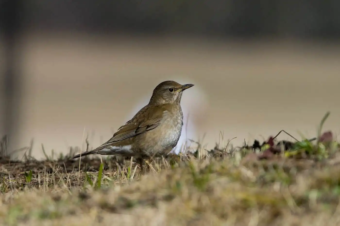 野鳥写真・シロハラの写真