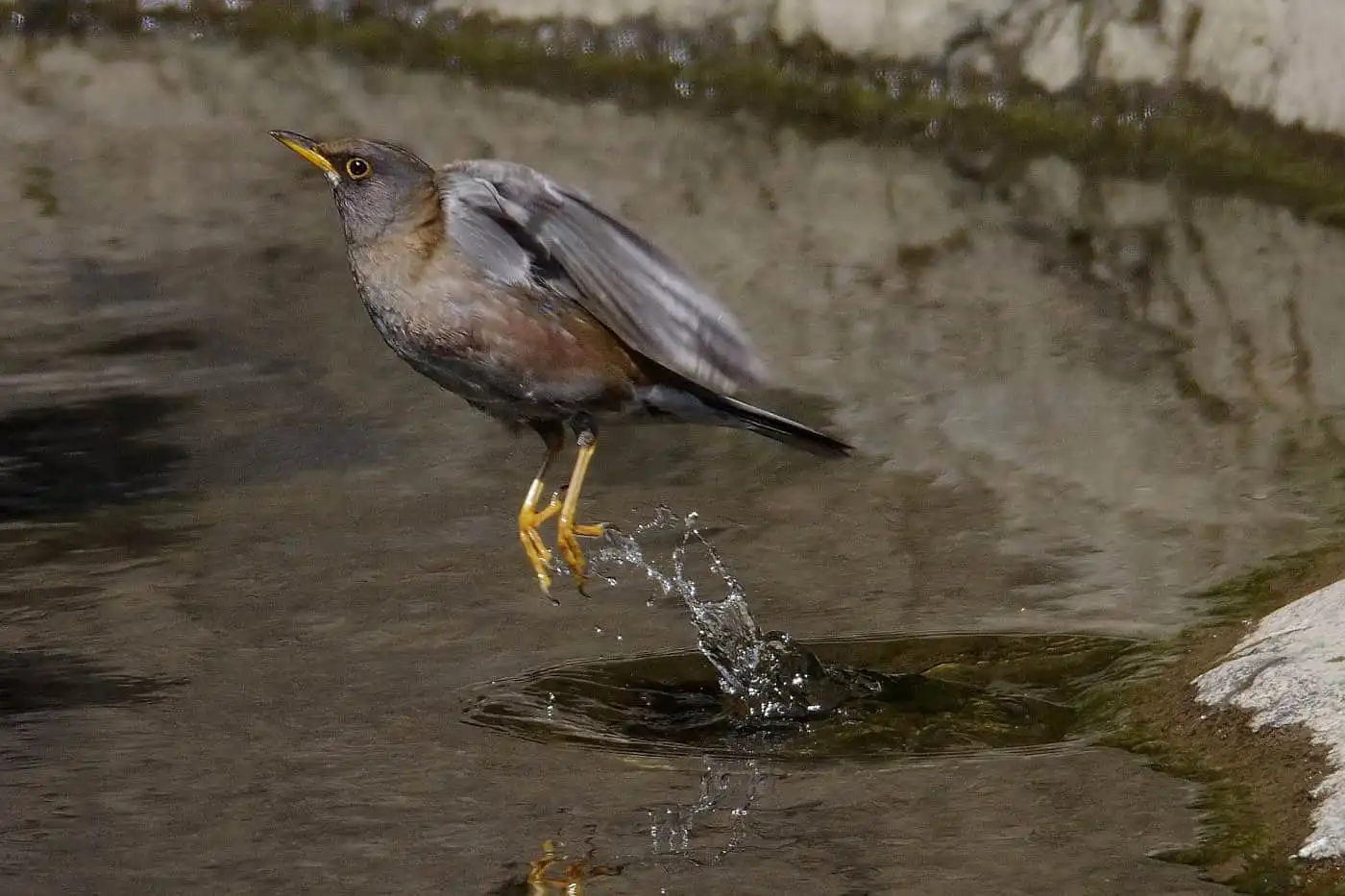 野鳥写真・シロハラの写真
