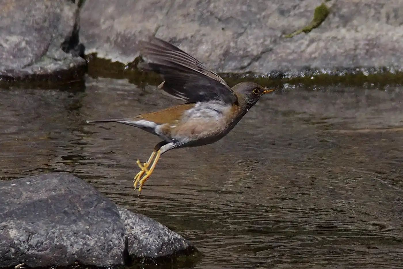 野鳥写真・シロハラの写真