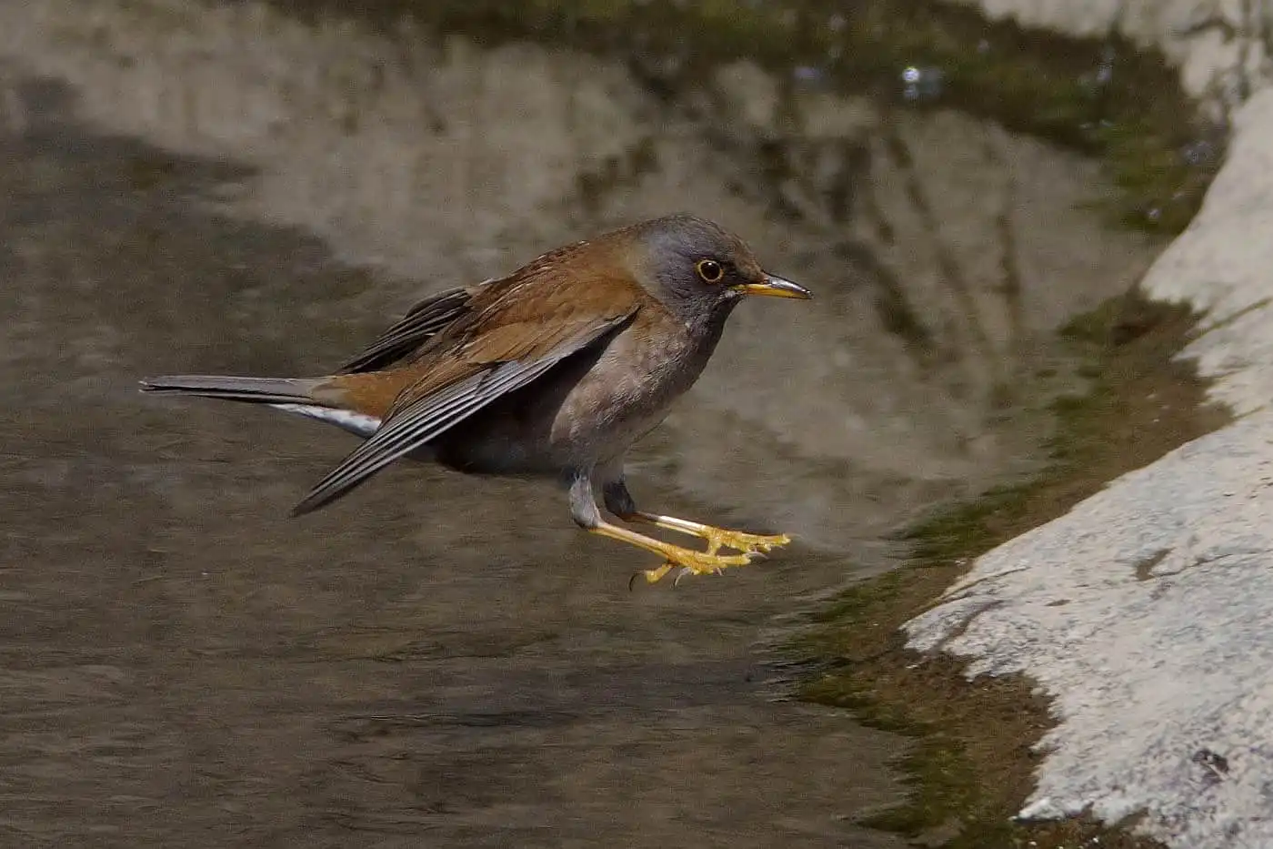 野鳥写真・シロハラの写真