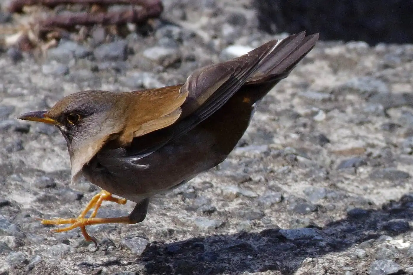 野鳥写真・シロハラの写真