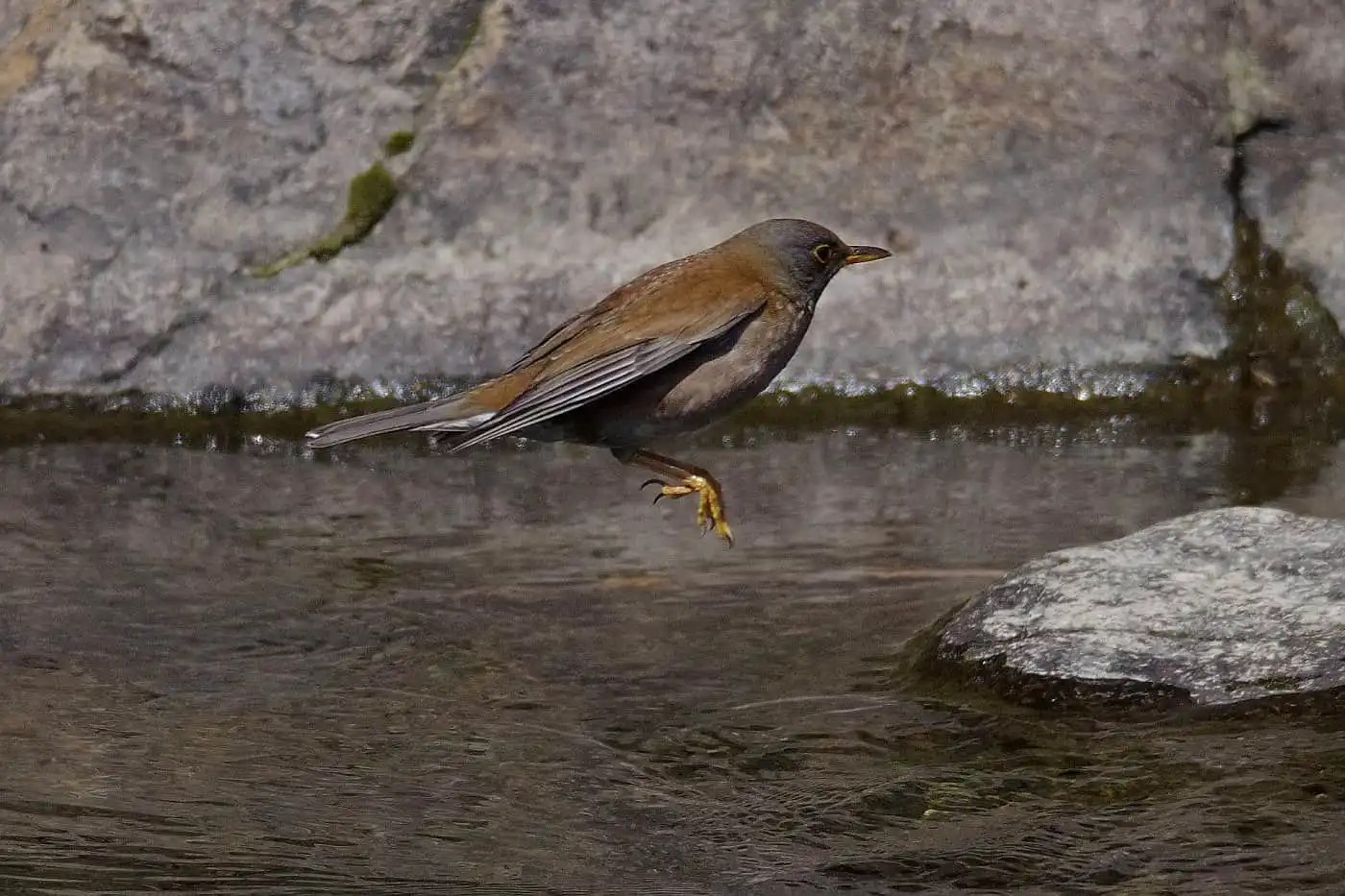 野鳥写真・シロハラの写真