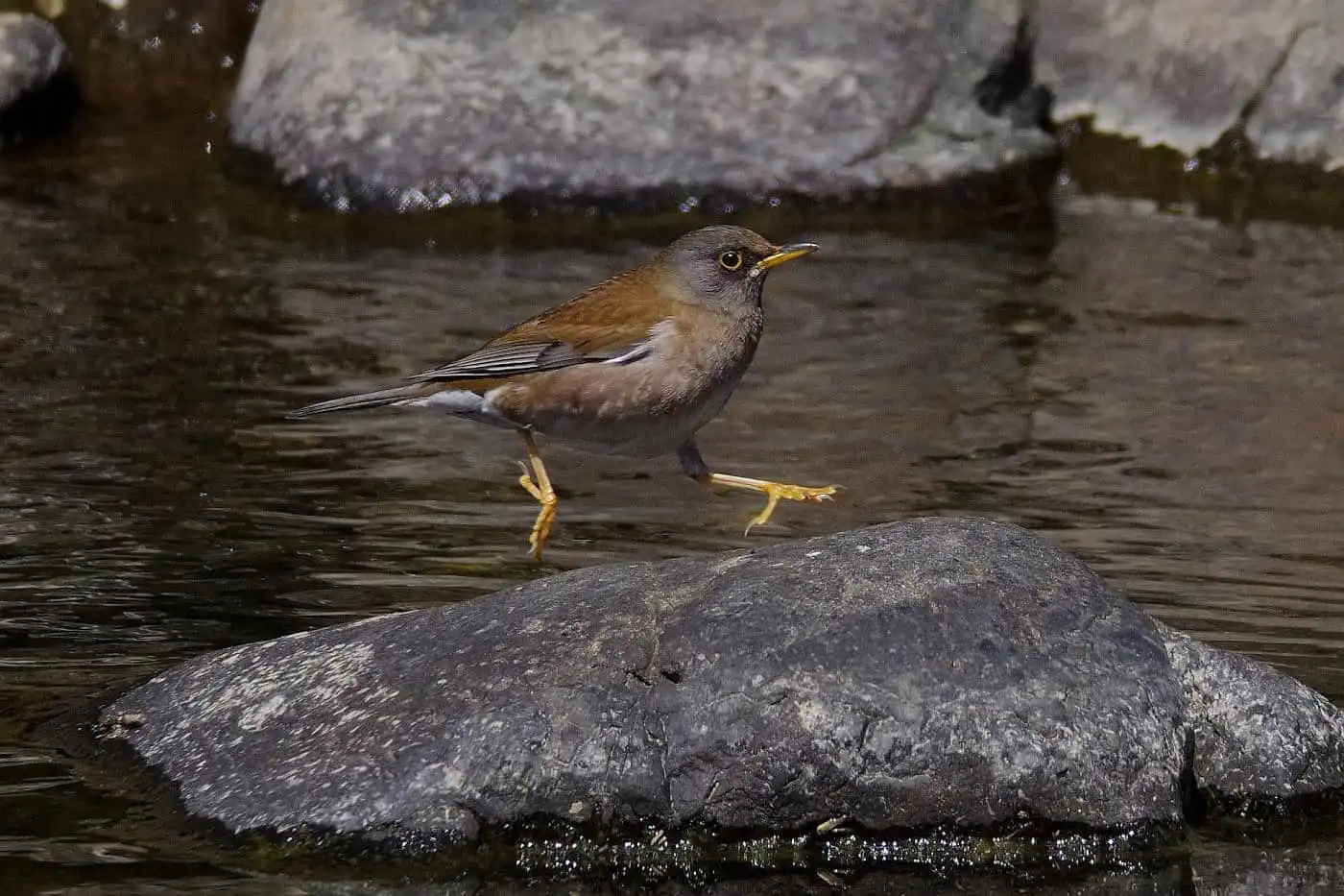野鳥写真・シロハラの写真