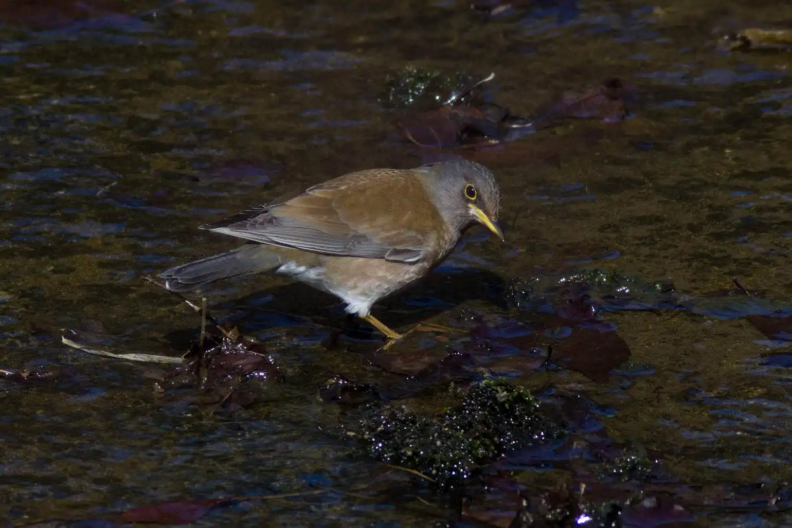 野鳥写真・シロハラの写真