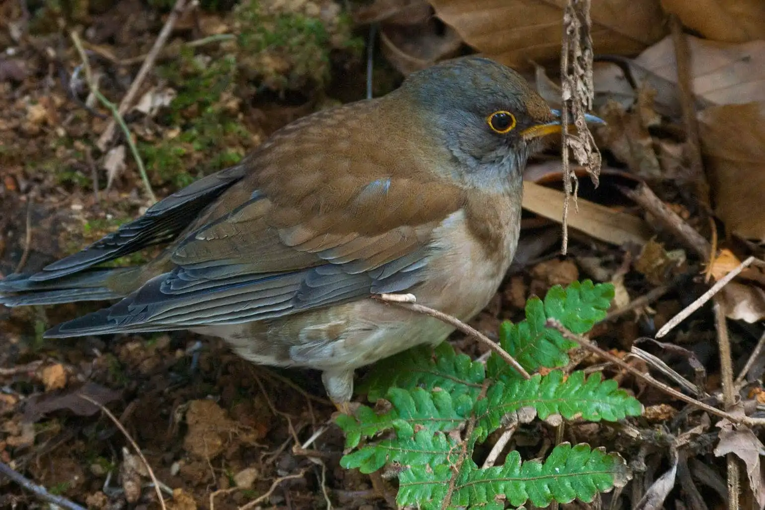 野鳥写真・シロハラの写真