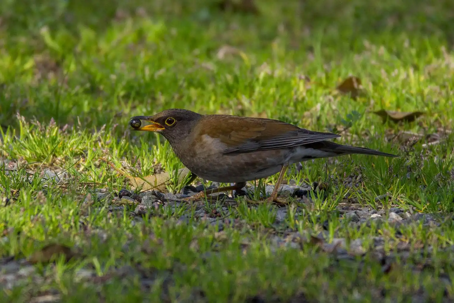 野鳥写真・シロハラの写真