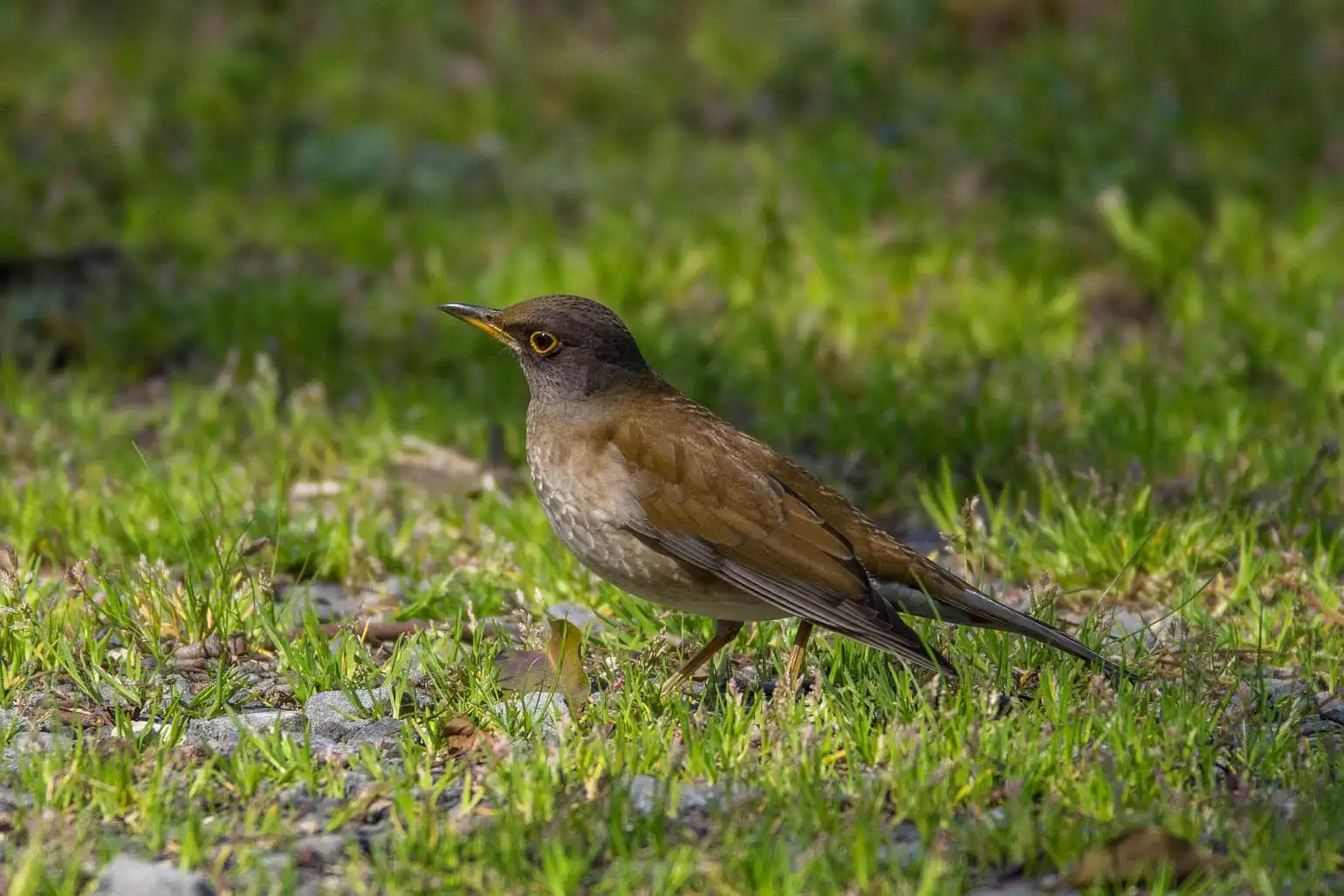 野鳥写真・シロハラの写真