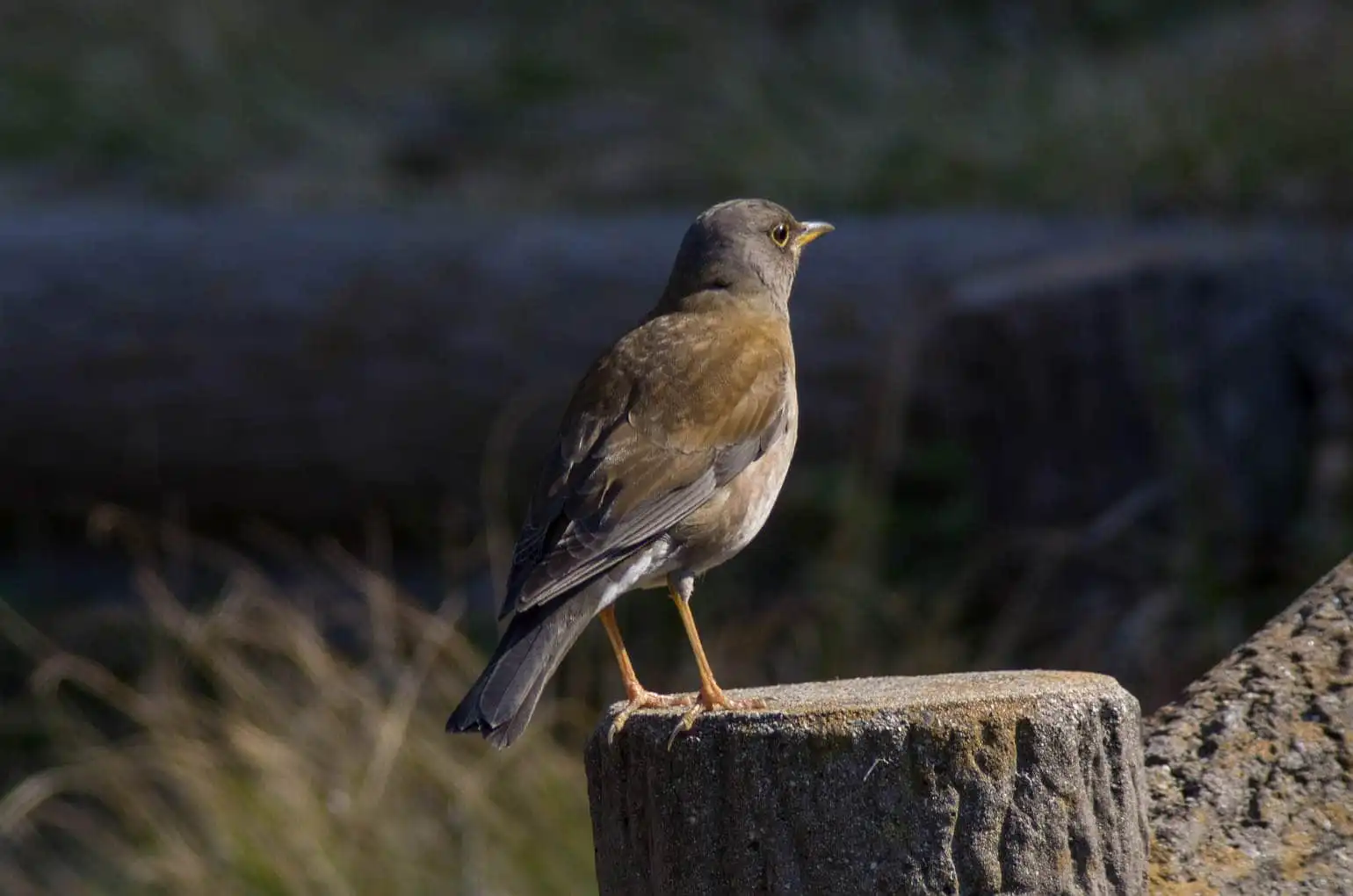 野鳥写真・シロハラの写真
