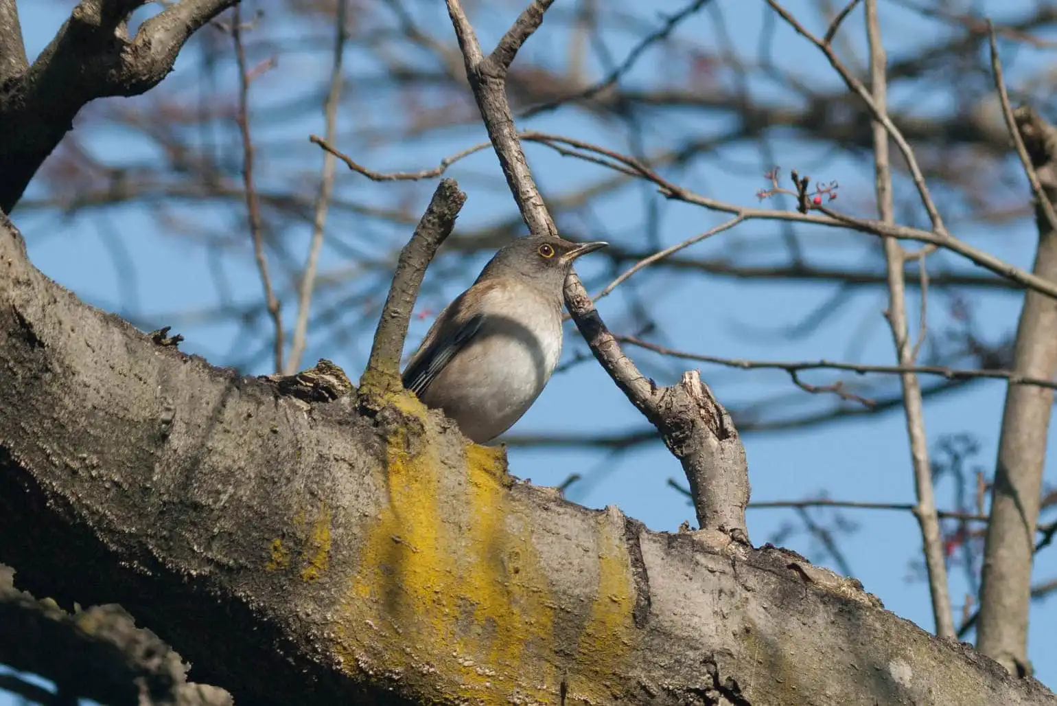 野鳥写真・シロハラの写真