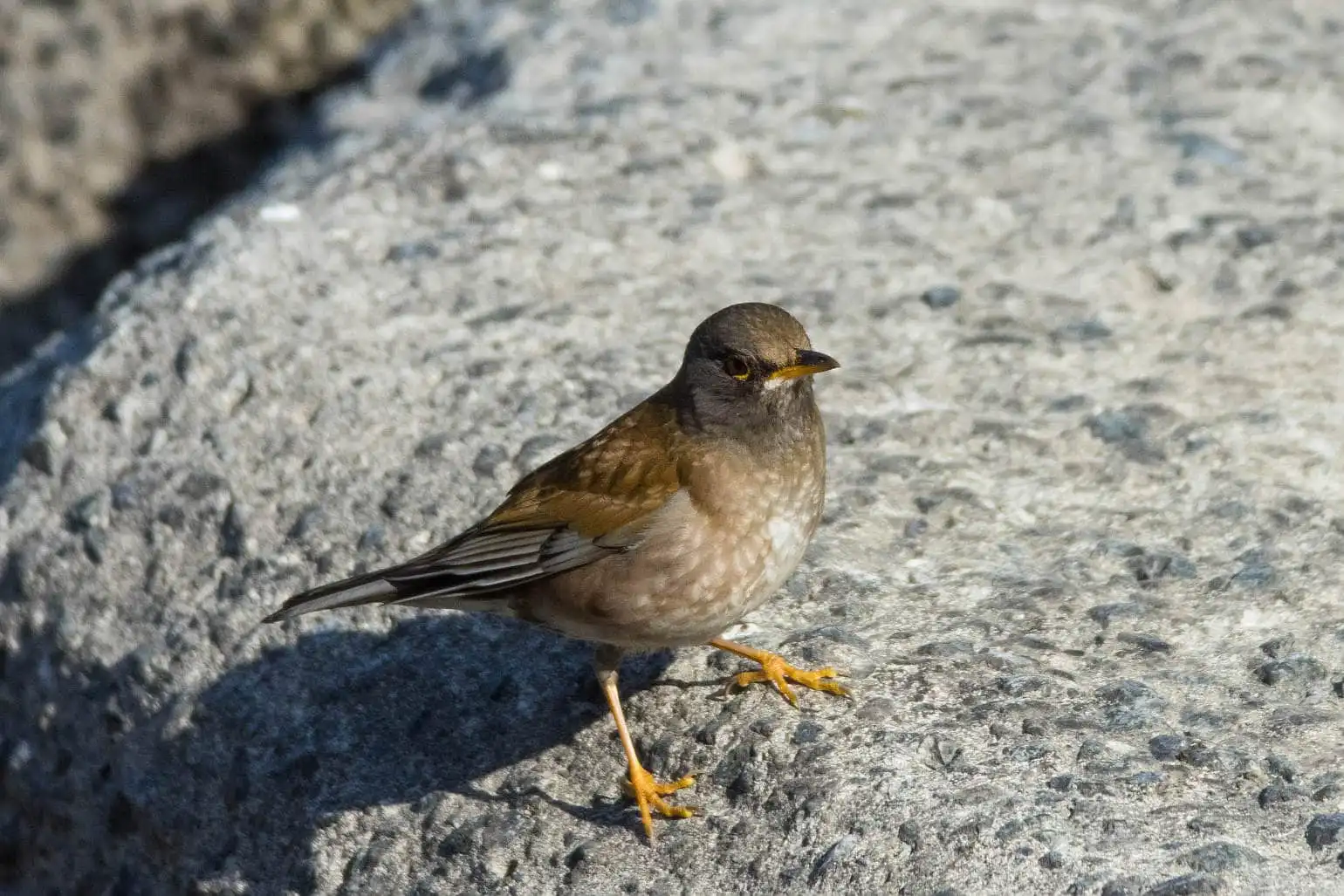 野鳥写真・シロハラの写真