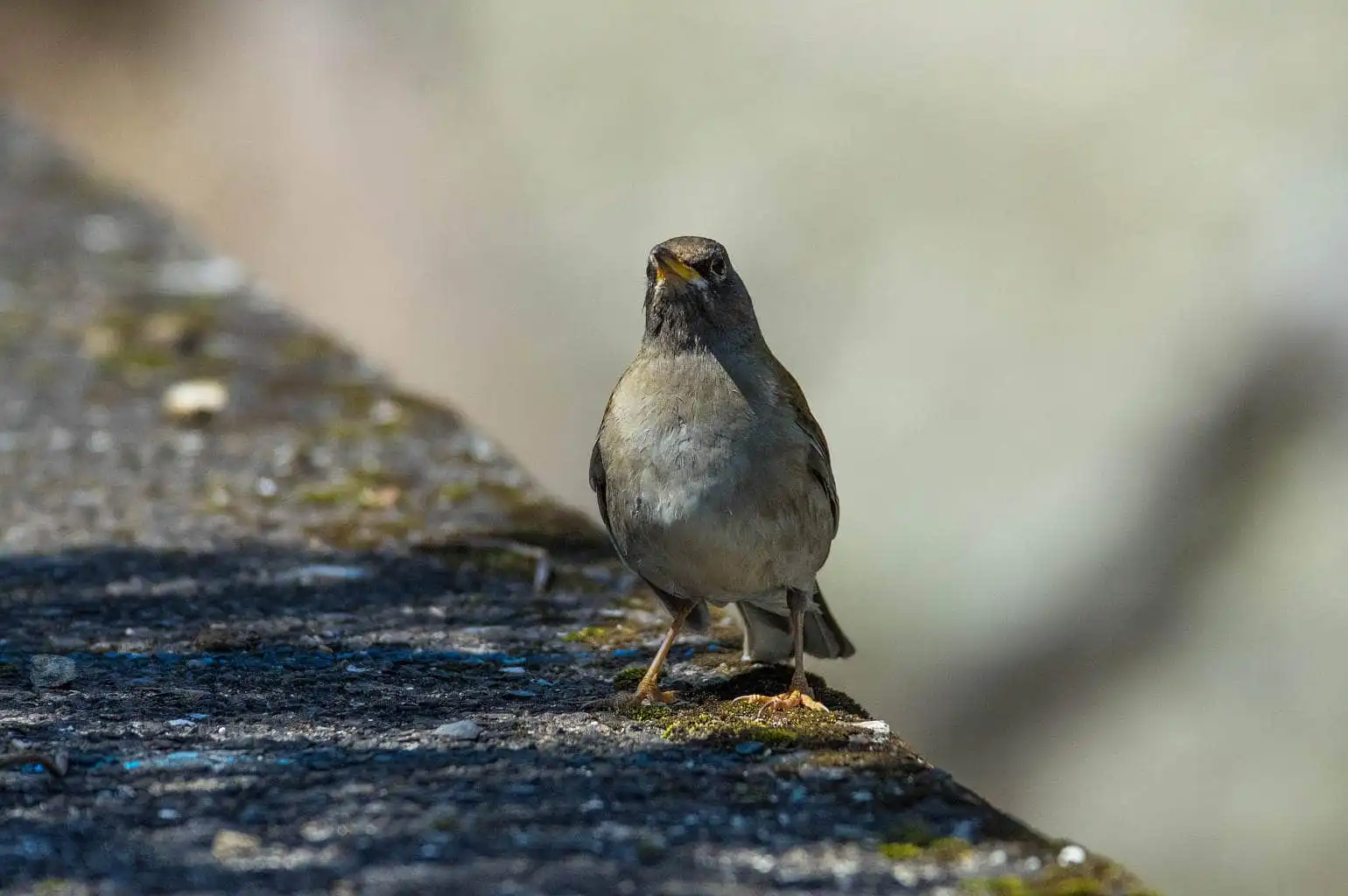野鳥写真・シロハラの写真