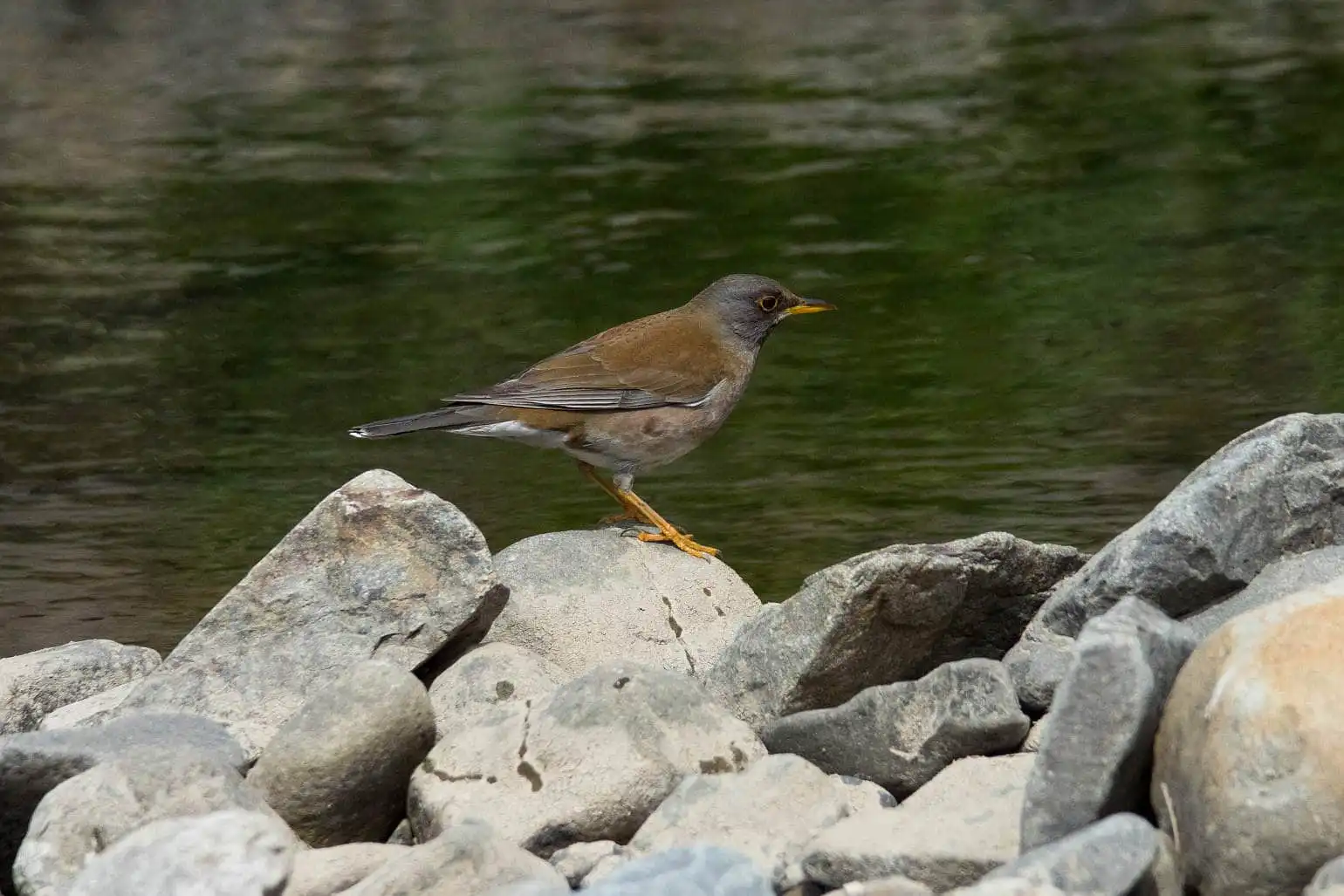 野鳥写真・シロハラの写真