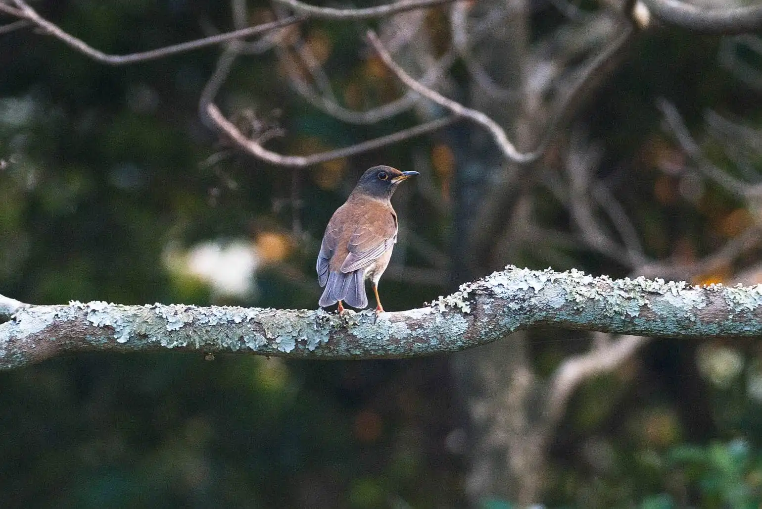 野鳥写真・シロハラの写真
