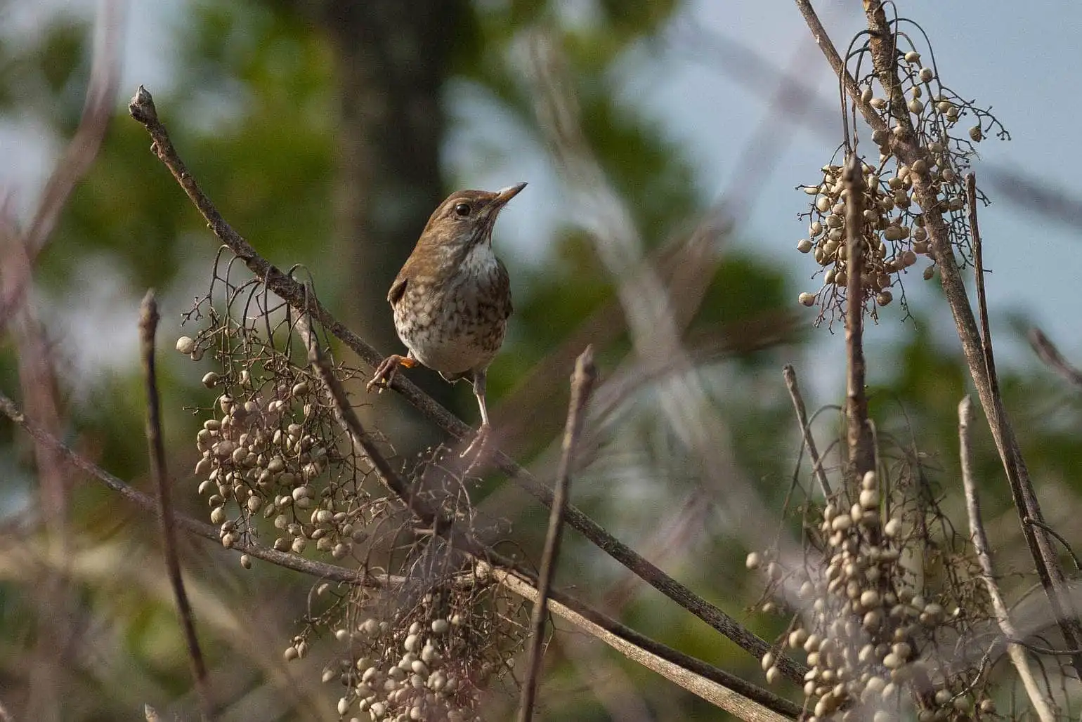 野鳥写真・シロハラの写真