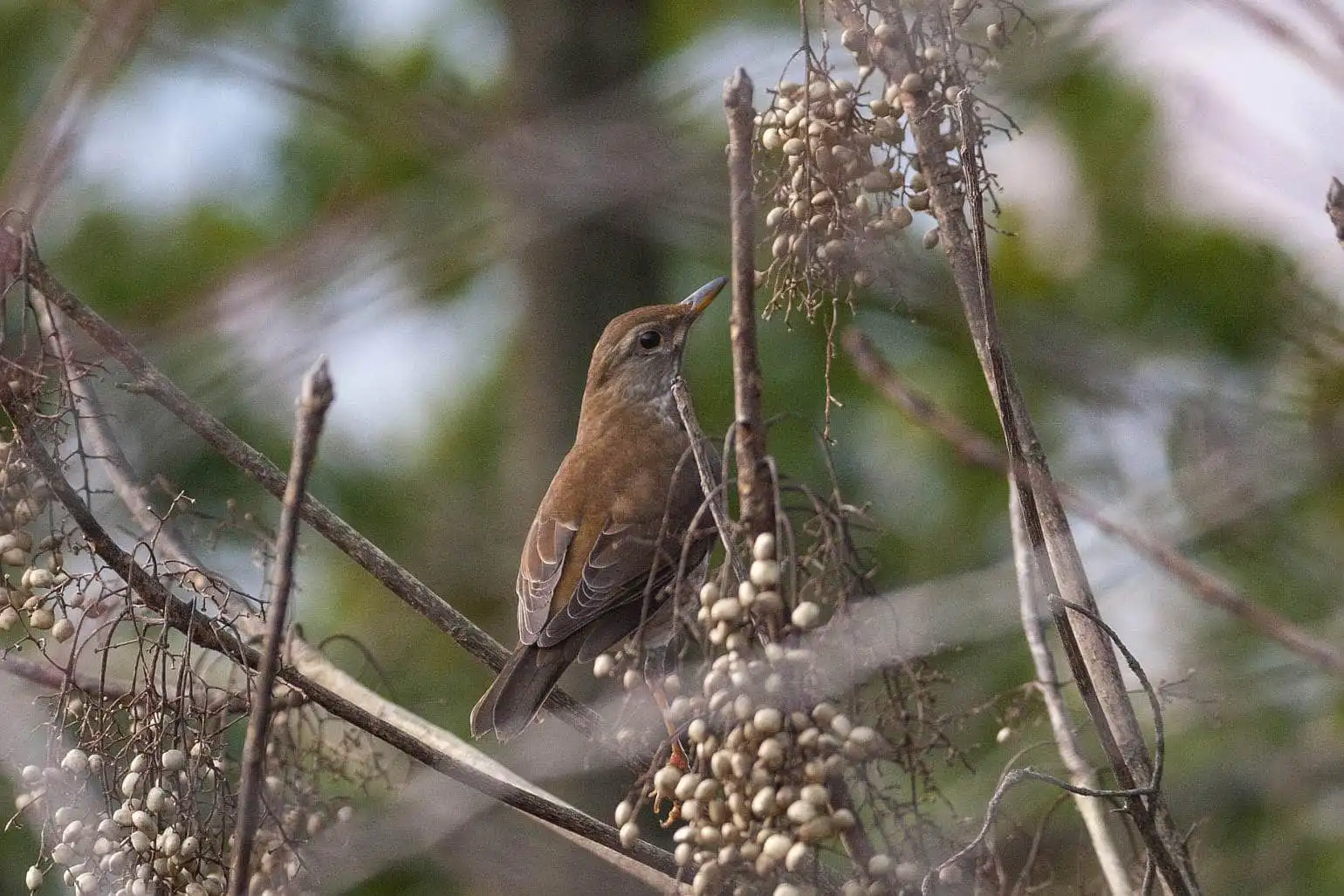 野鳥写真・シロハラの写真