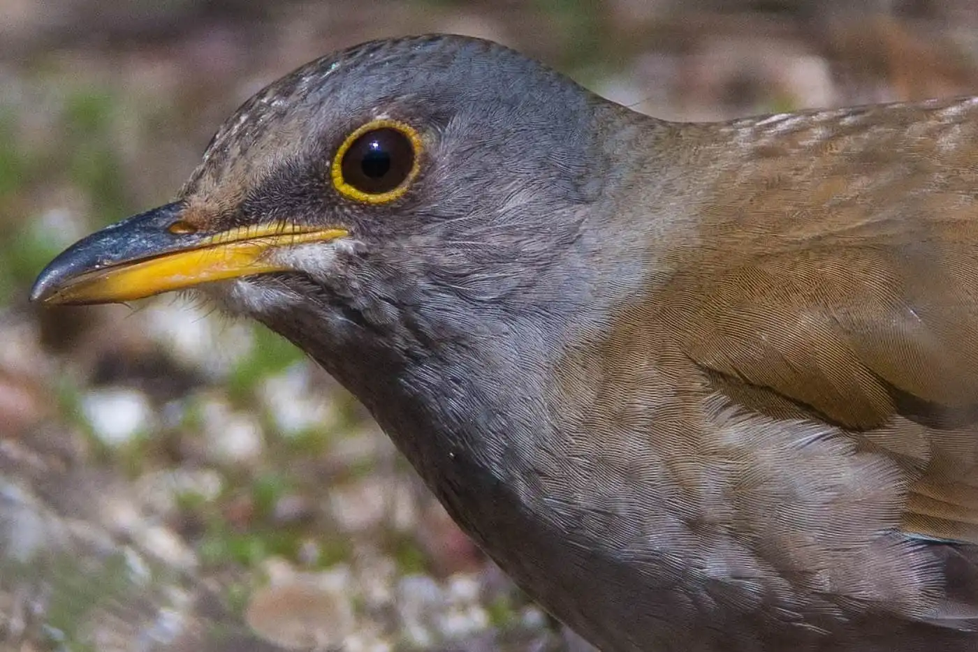 野鳥写真・シロハラの写真