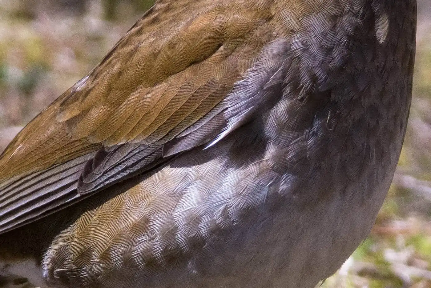 野鳥写真・シロハラの写真