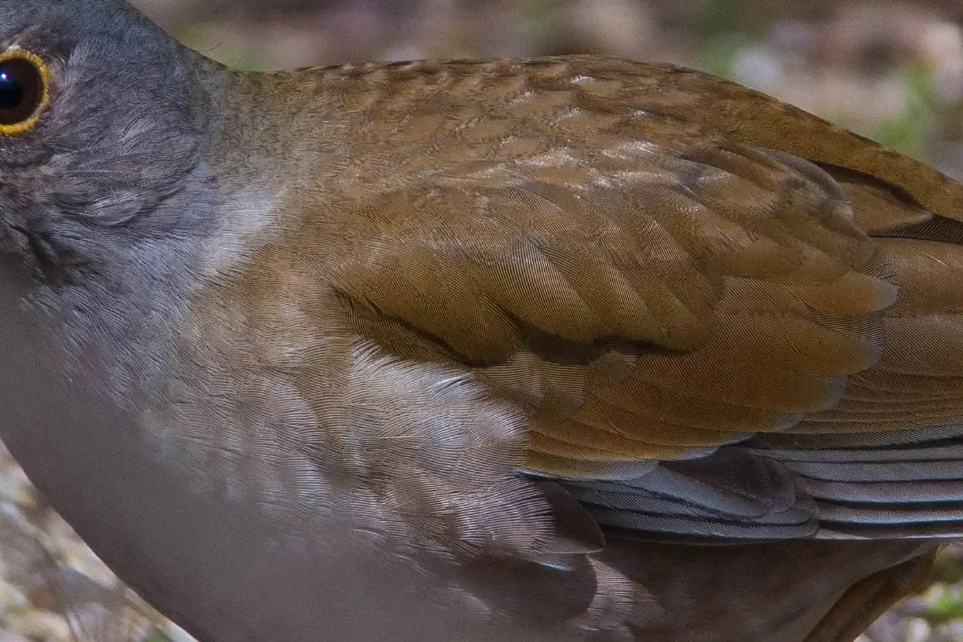 野鳥写真・シロハラの写真