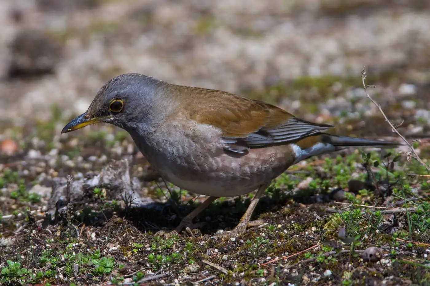 野鳥写真・シロハラの写真