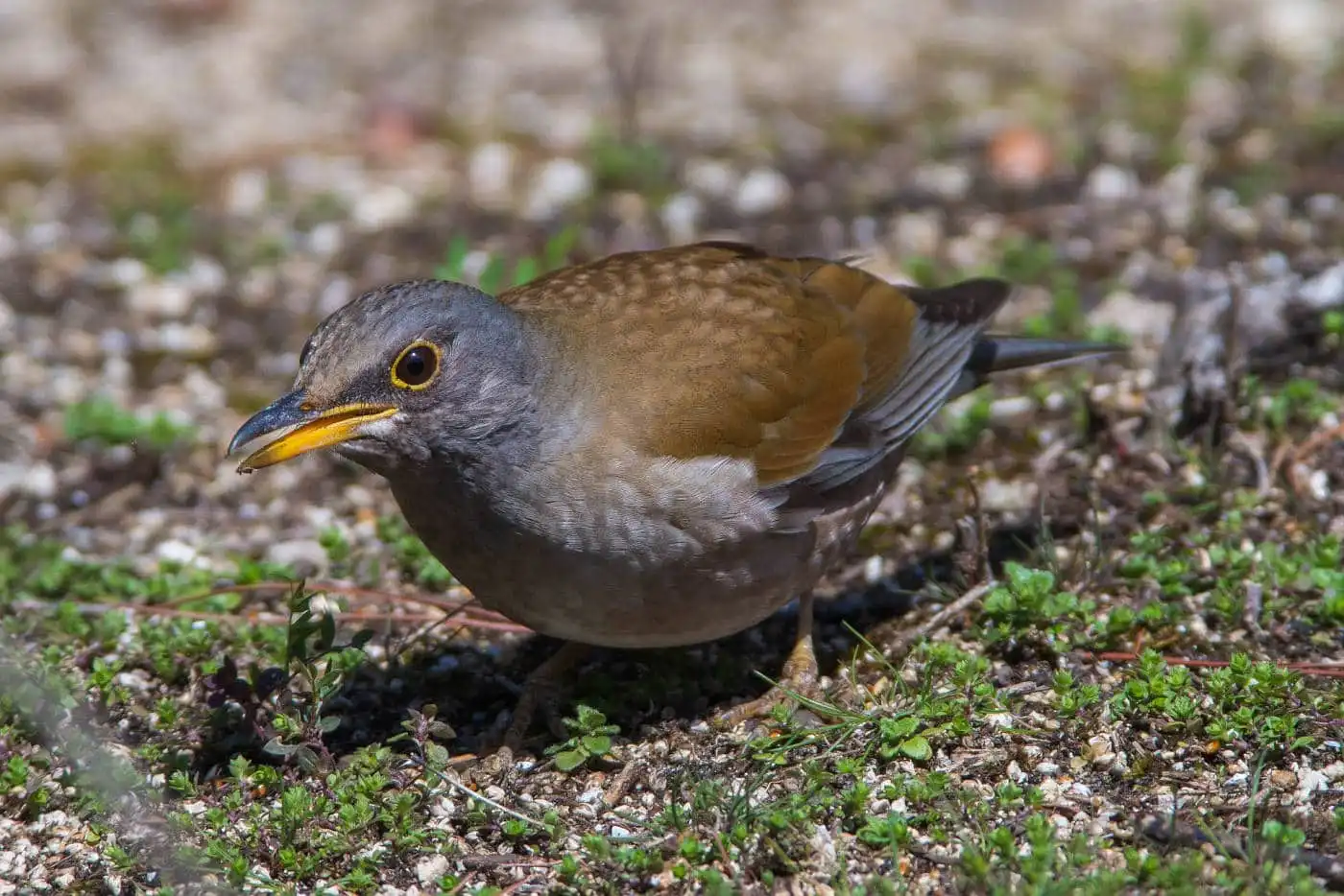 野鳥写真・シロハラの写真