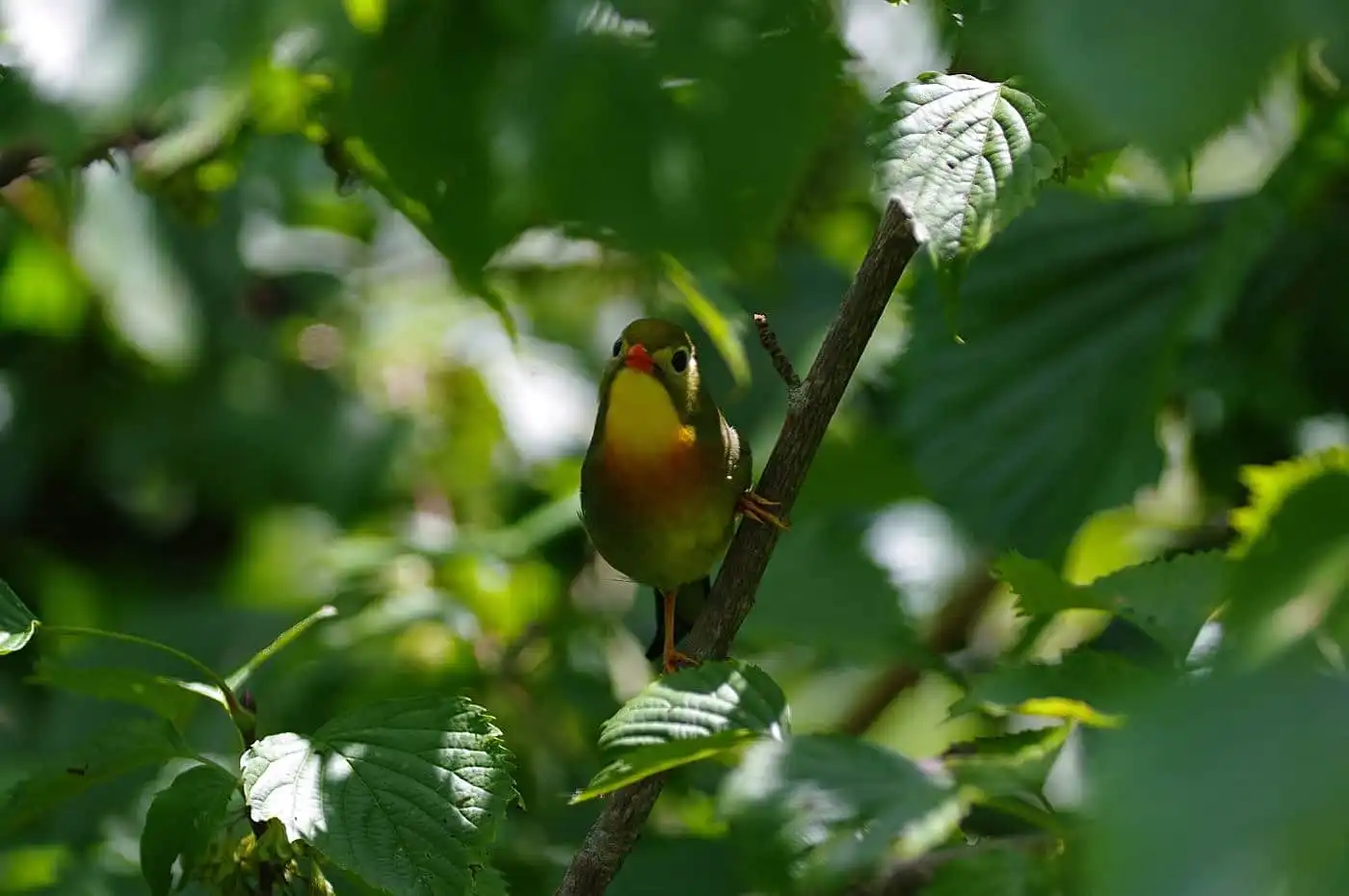 野鳥写真・ソウシチョウの写真